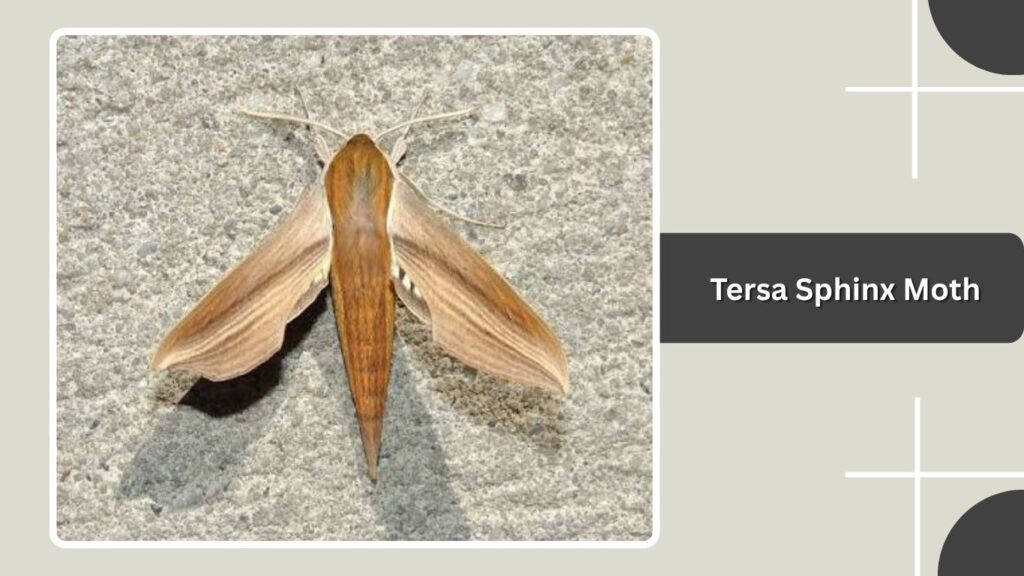 Tersa Sphinx Moth