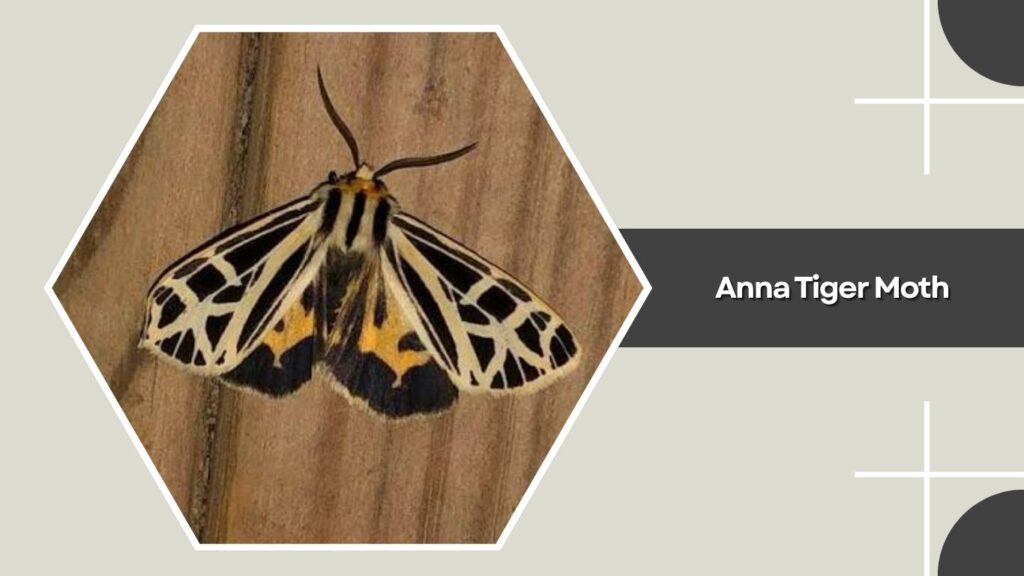 Anna Tiger Moth