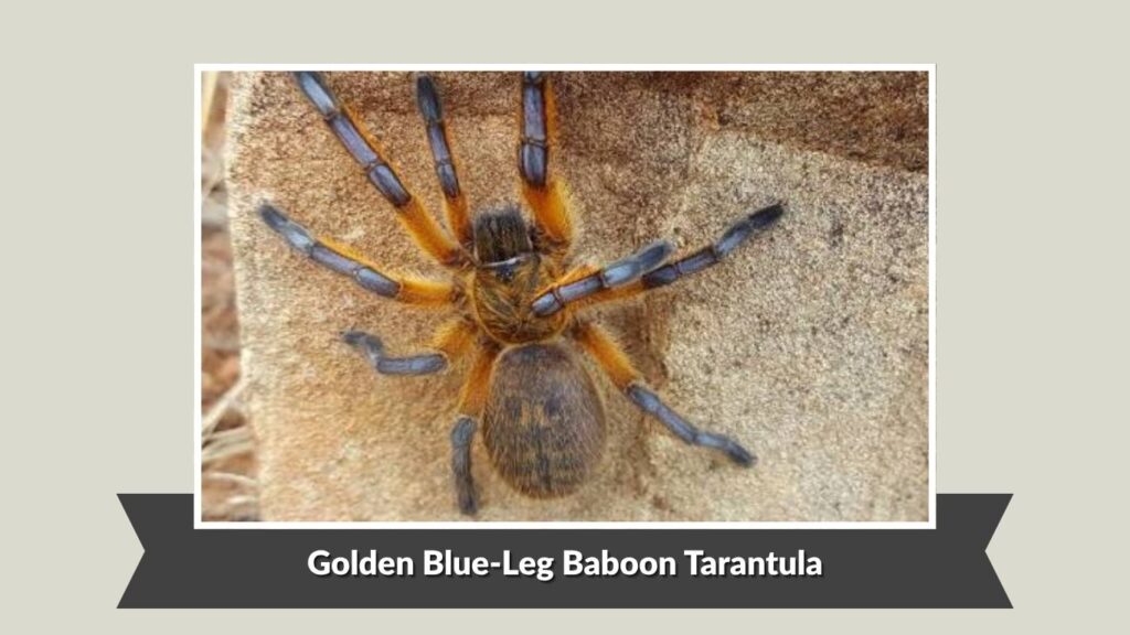 Golden Blue-Leg Baboon Tarantula