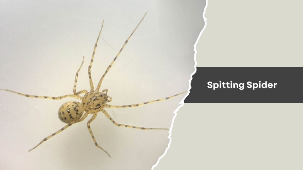 Spitting Spider