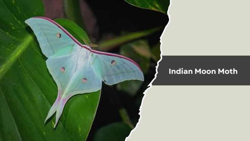 Indian Moon Moth