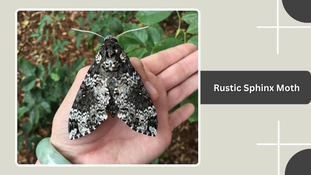 Rustic Sphinx Moth