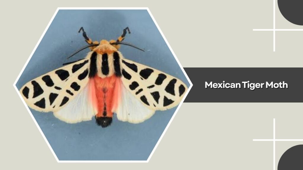 Mexican Tiger Moth