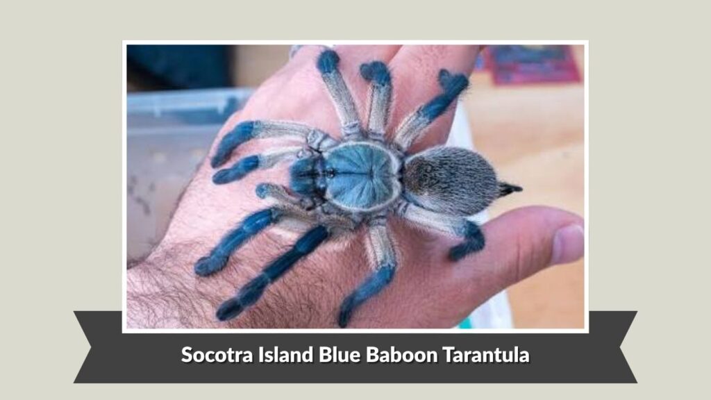 Socotra Island Blue Baboon Tarantula
