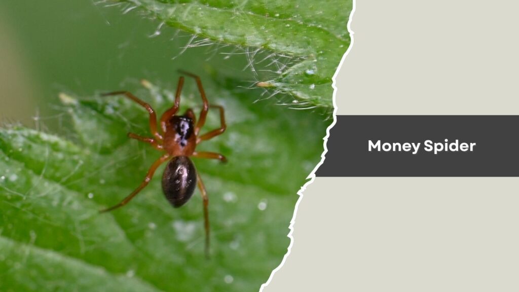Money Spider