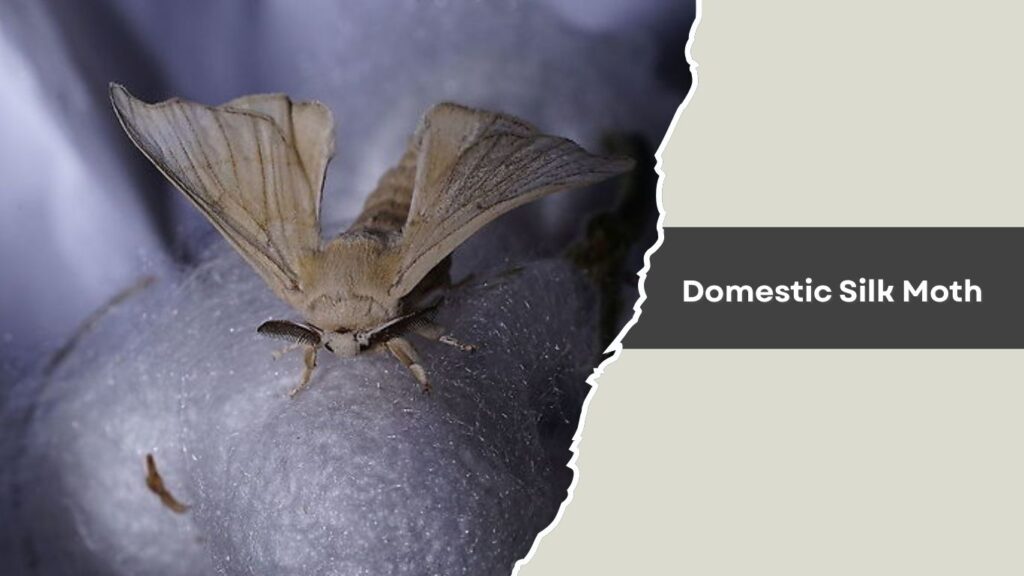 Domestic Silk Moth