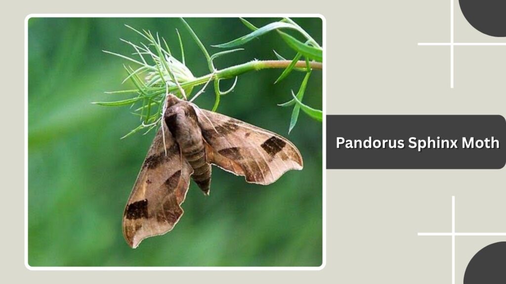 Pandorus Sphinx Moth