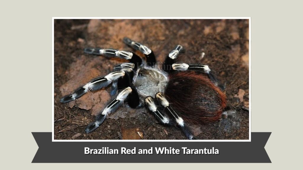 Brazilian Red and White Tarantula