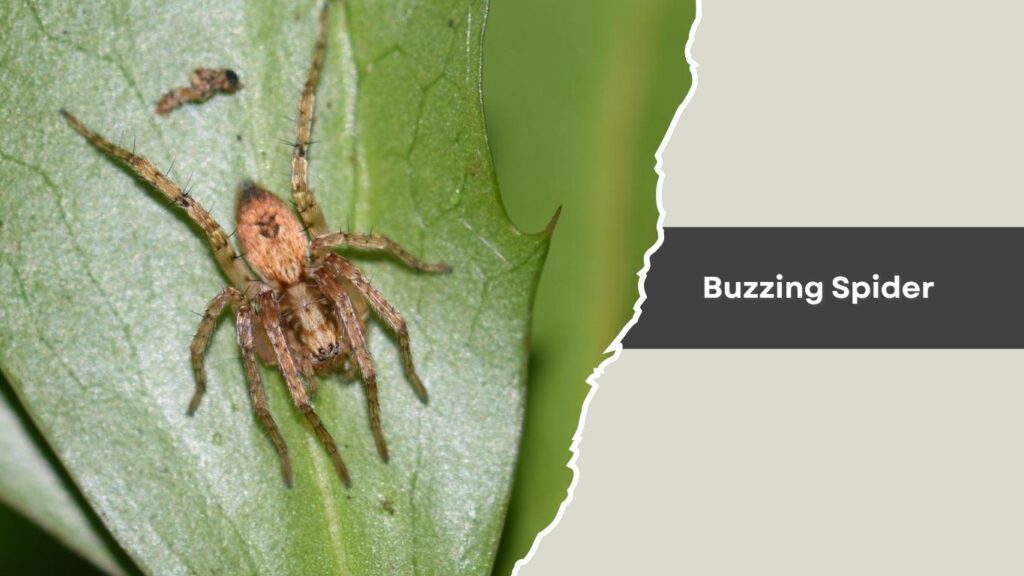 Buzzing Spider
