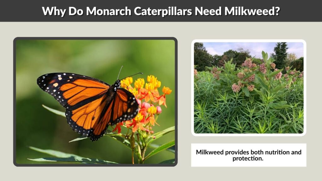 Why Do Monarch Caterpillars Need Milkweed?