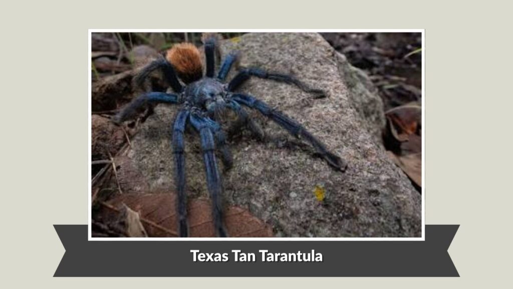 Texas Tan Tarantula