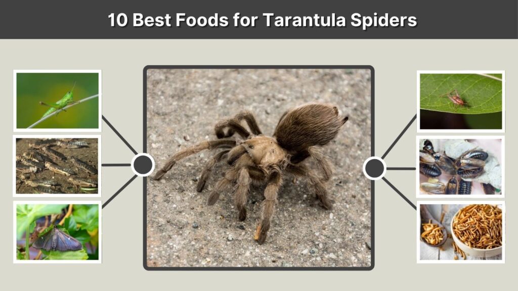 10 Best Foods for Tarantula Spiders