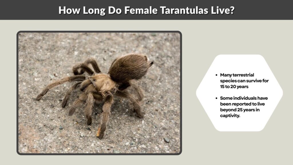 How Long Do Female Tarantulas Live?