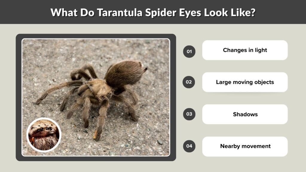 What Do Tarantula Spider Eyes Look Like?