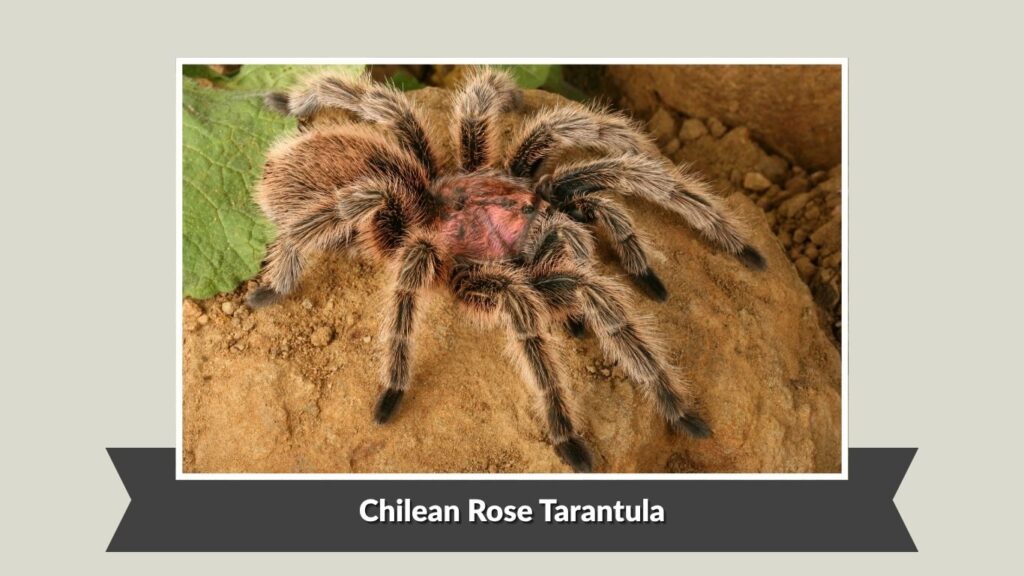 Chilean Rose Tarantula