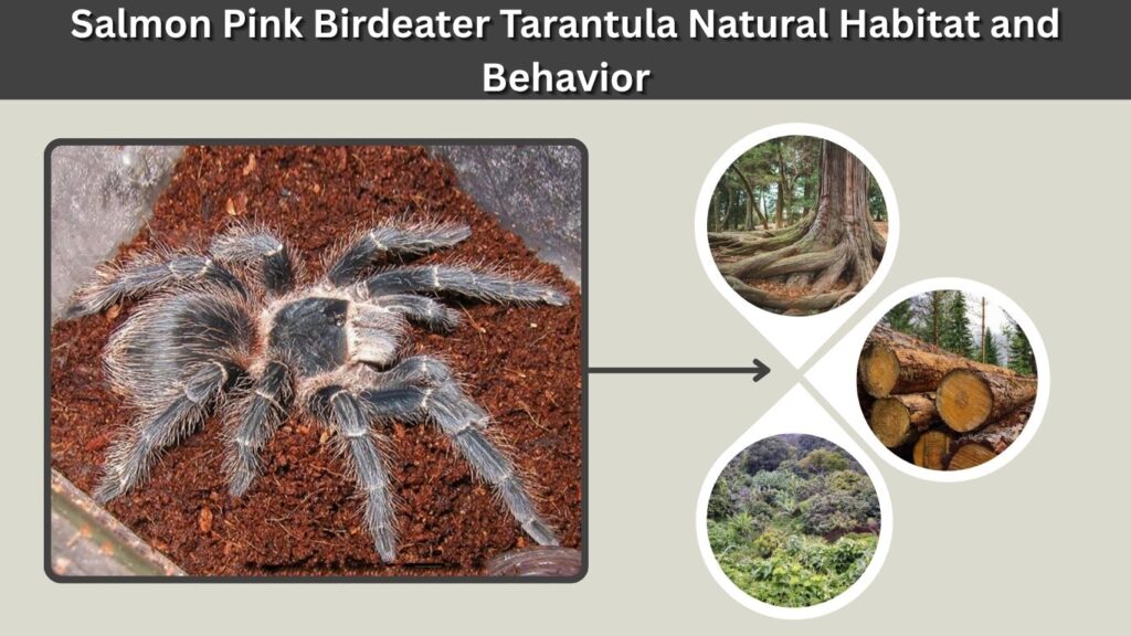 Salmon Pink Birdeater Tarantula Natural Habitat and Behavior