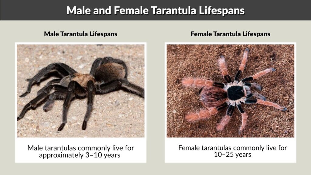 Male and Female Tarantula Lifespans