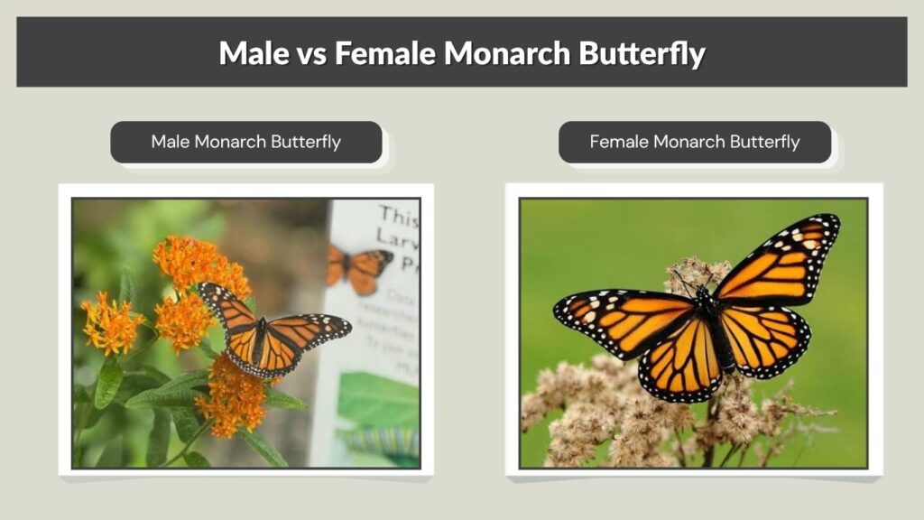 Male vs Female Monarch Butterfly