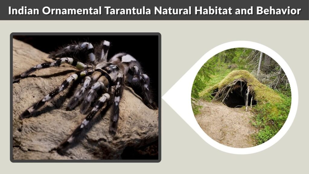 Indian Ornamental Tarantula Natural Habitat and Behavior