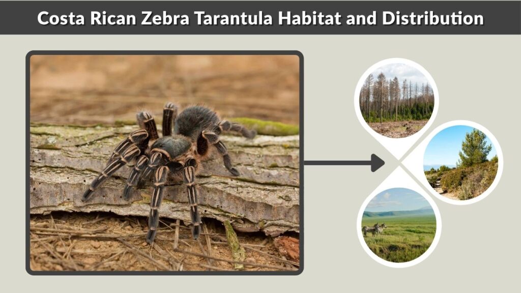 Costa Rican Zebra Tarantula Habitat and Distribution