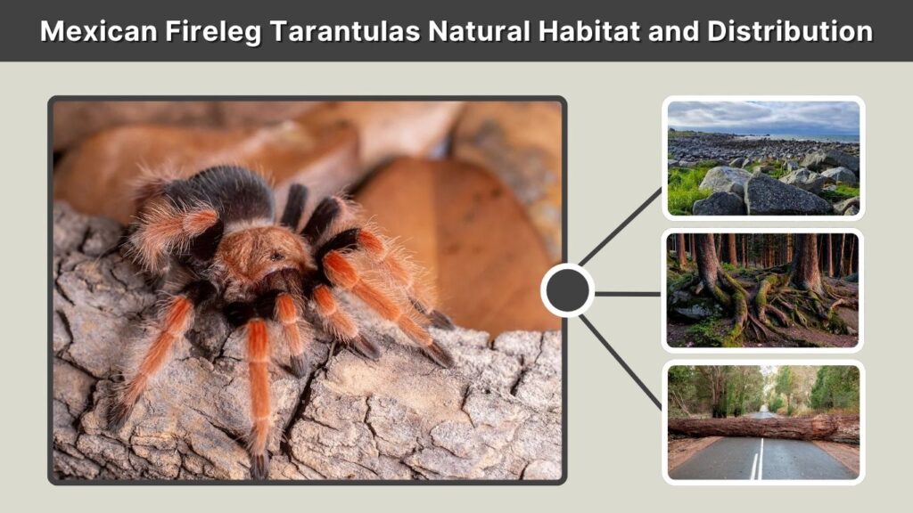 Mexican Fireleg Tarantulas Natural Habitat and Distribution