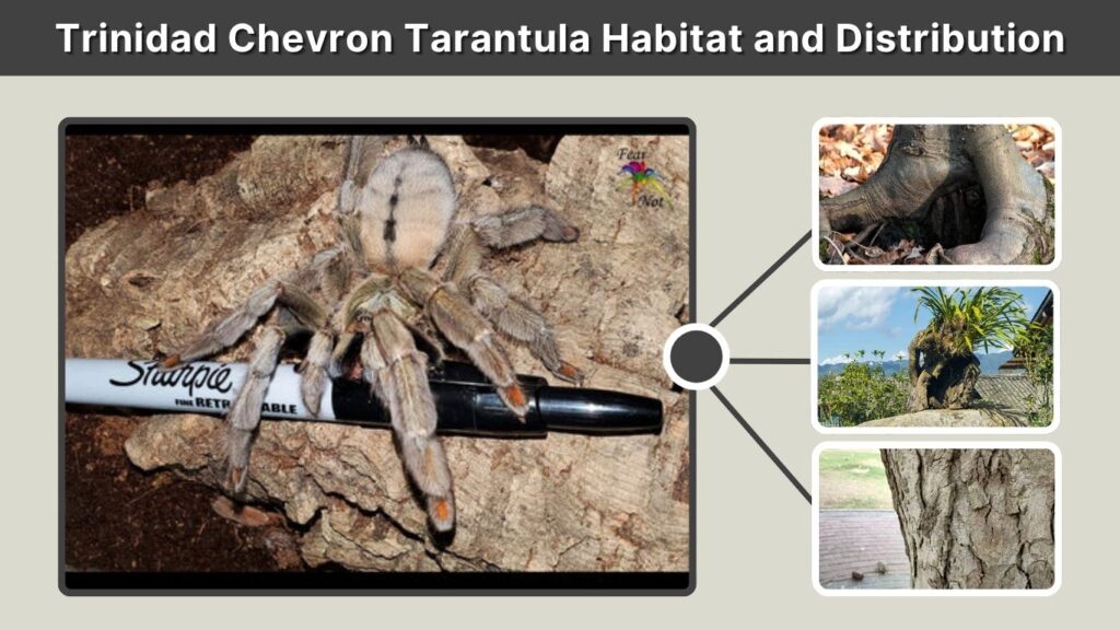 Trinidad Chevron Tarantula Habitat and Distribution