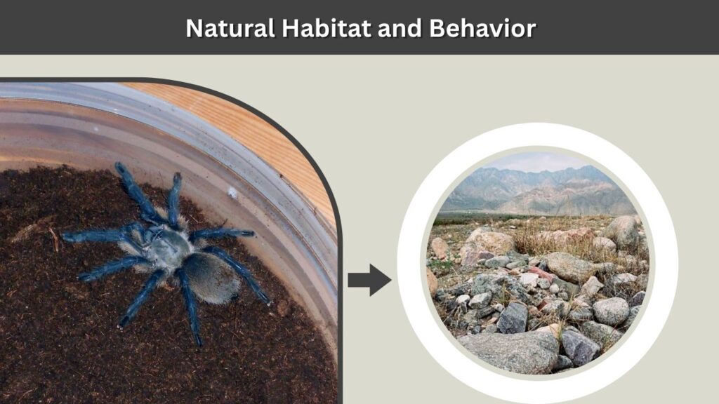 Natural Habitat and Behavior