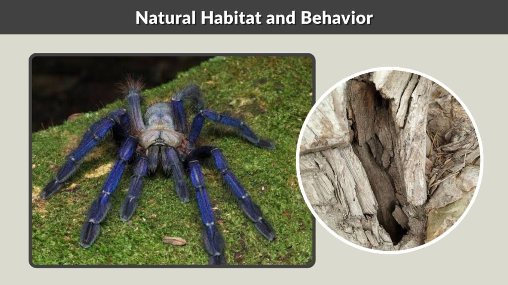 Natural Habitat and Behavior