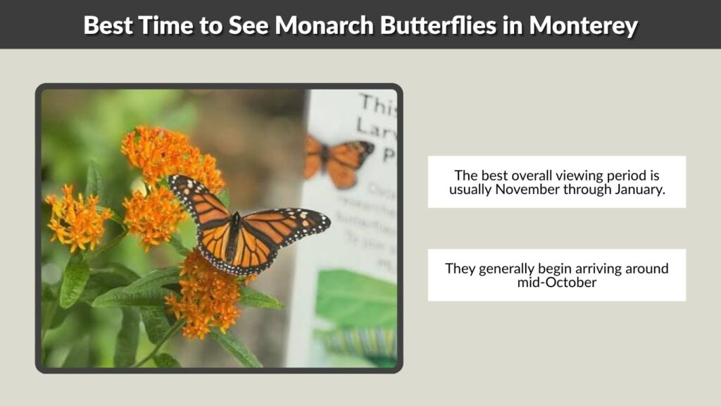 Best Time to See Monarch Butterflies in Monterey