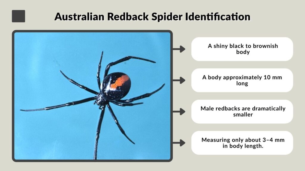 Australian Redback Spider Identification