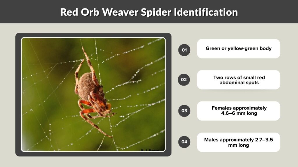 Red Orb Weaver Spider Identification