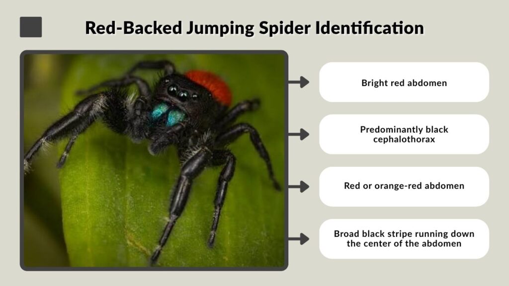 Red-Backed Jumping Spider Identification