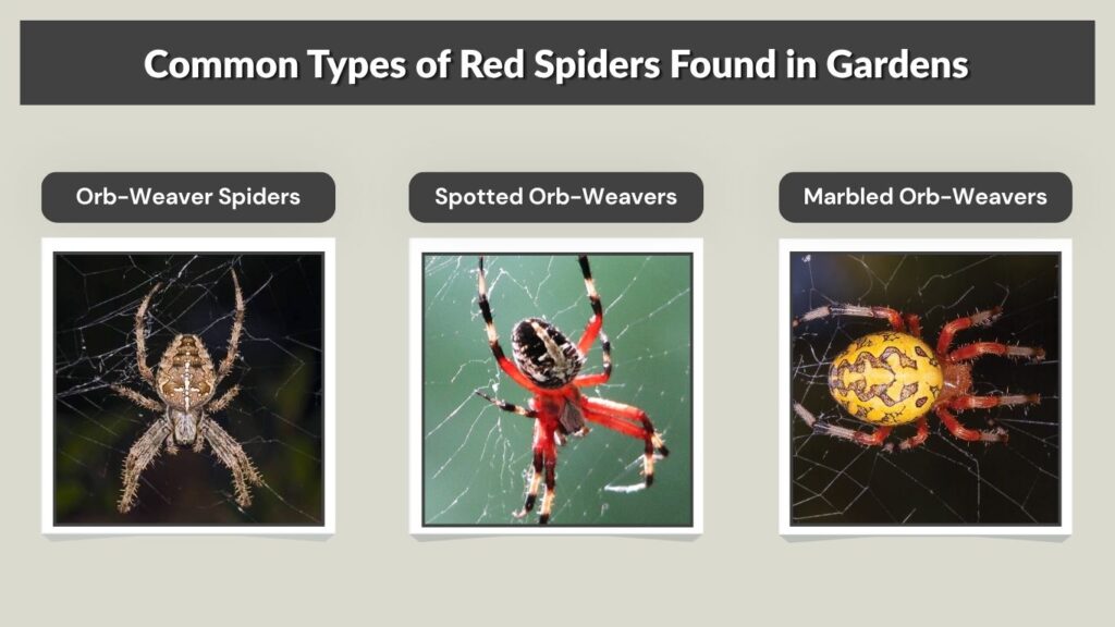 Common Types of Red Spiders Found in Gardens