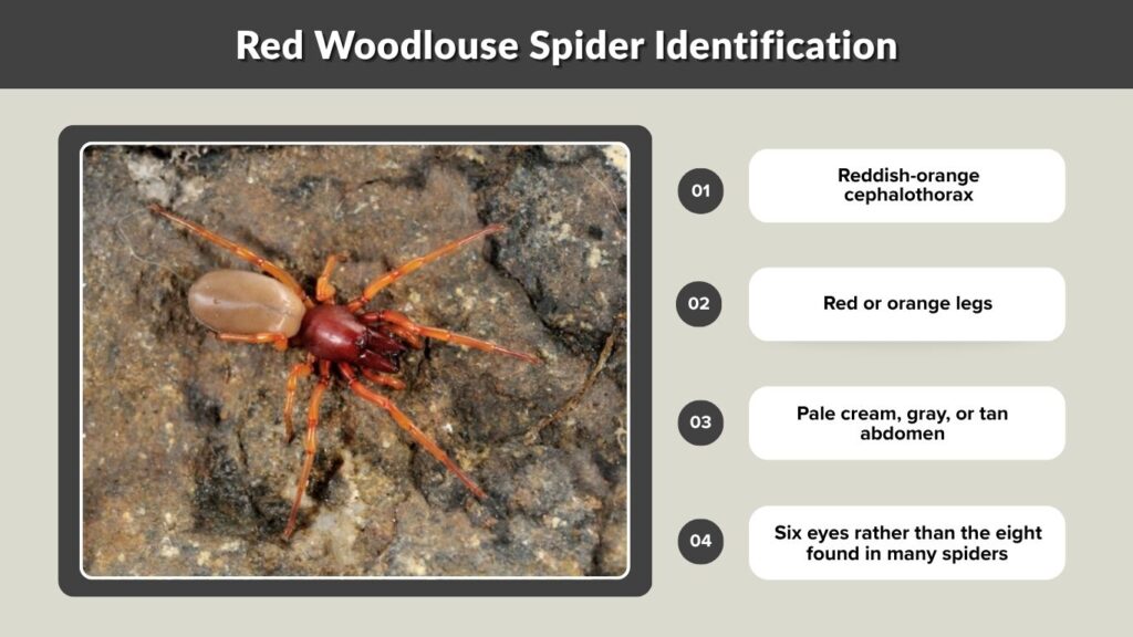 Red Woodlouse Spider Identification