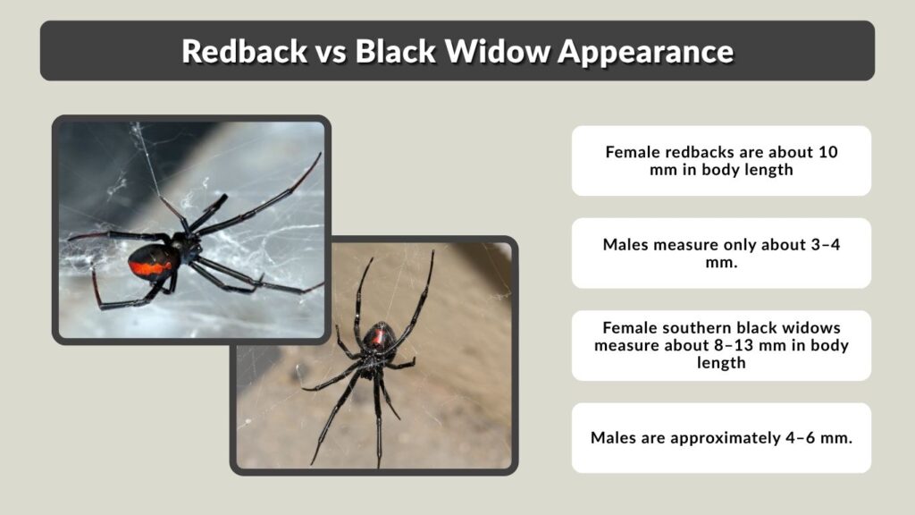 Redback vs Black Widow Appearance