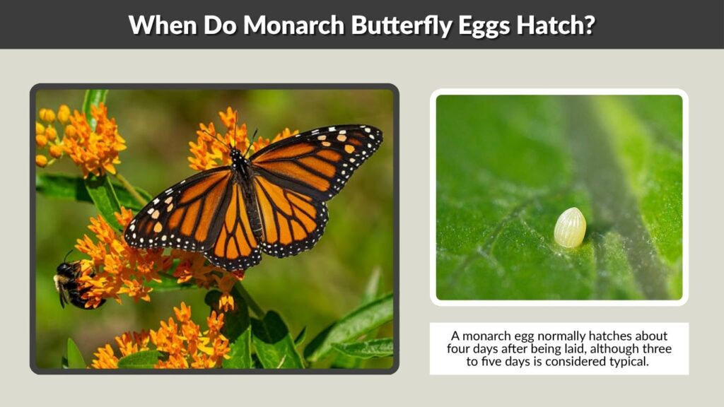 When Do Monarch Butterfly Eggs Hatch?