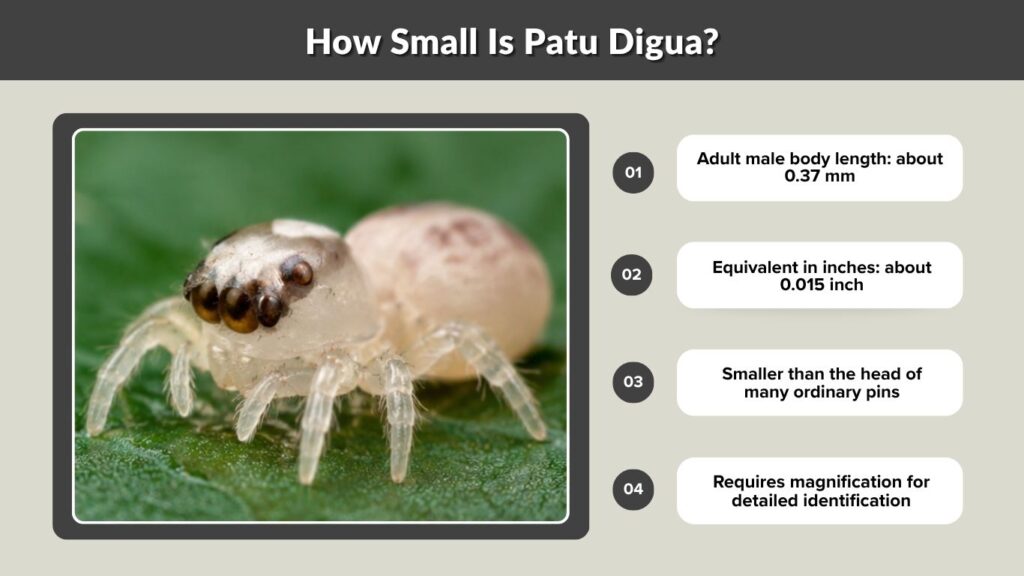 How Small Is Patu Digua?