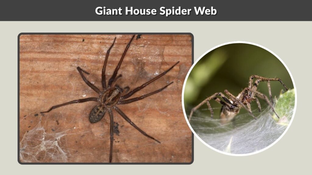 Giant House Spider Web