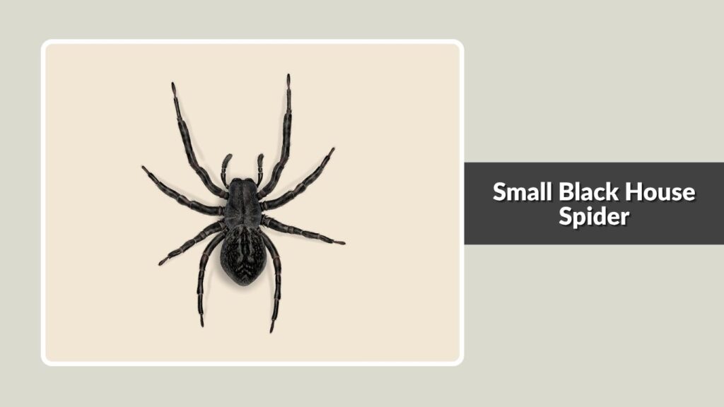 Small Black House Spider