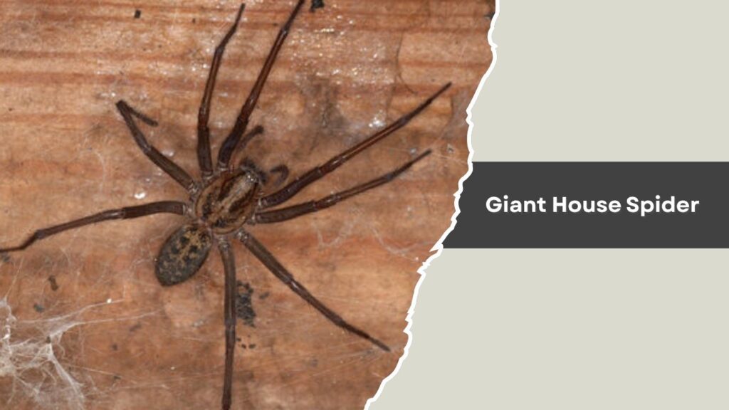 Giant House Spider