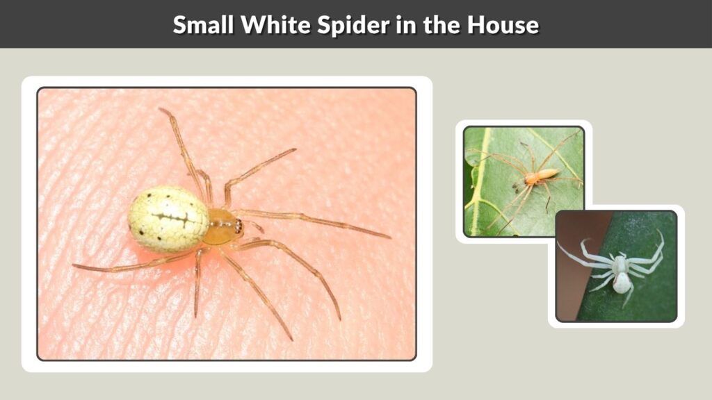 Small White Spider in the House