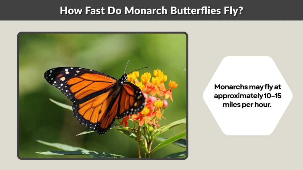 How Fast Do Monarch Butterflies Fly?