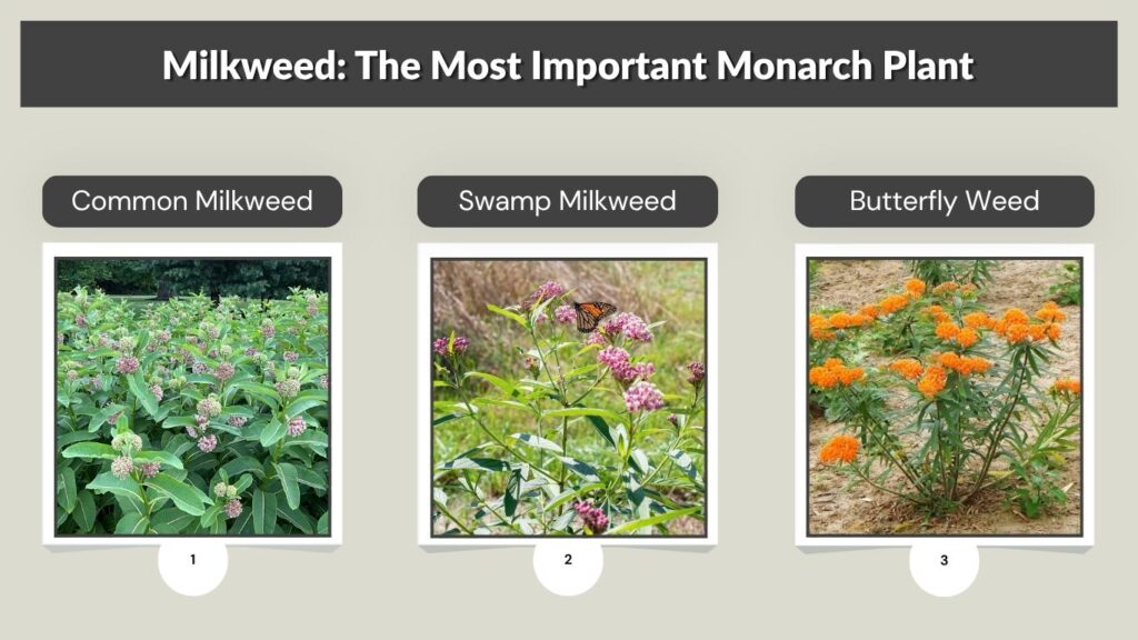 Milkweed: The Most Important Monarch Plant