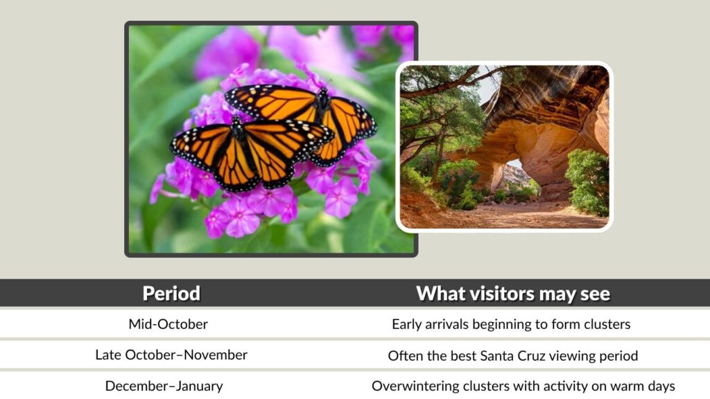 Monarch Butterflies at Natural Bridges, Santa Cruz