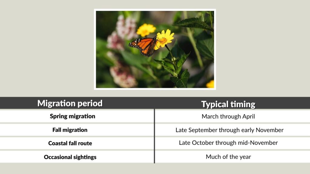 When Do Monarch Butterflies Migrate Through Texas?