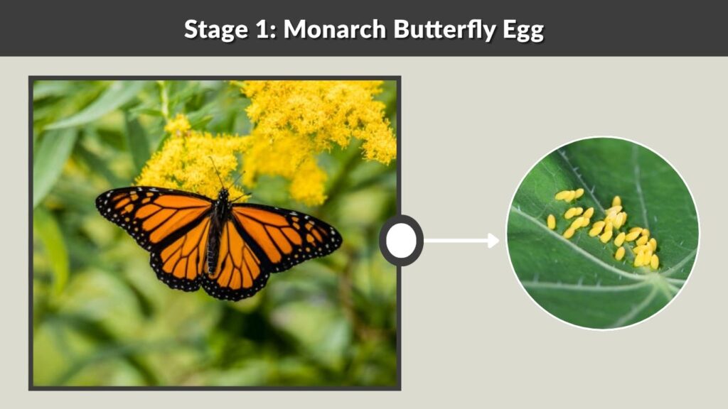 Stage 1: Monarch Butterfly Egg