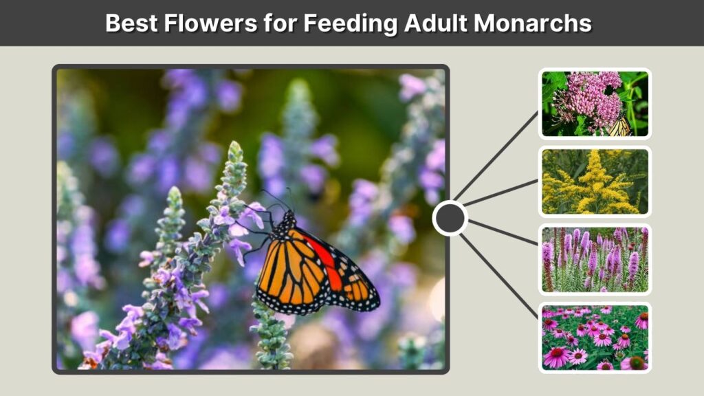 Best Flowers for Feeding Adult Monarchs