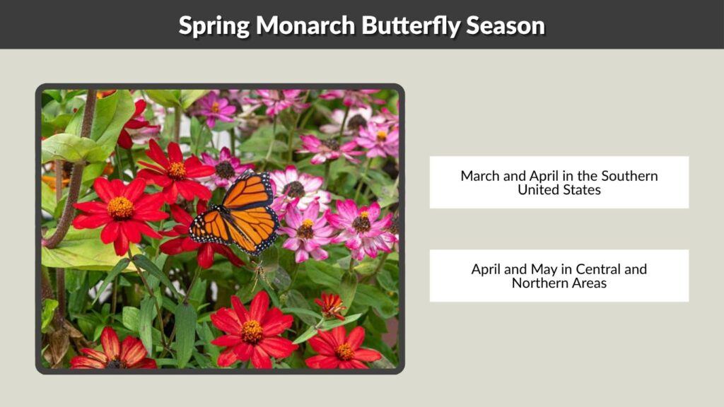 Spring Monarch Butterfly Season