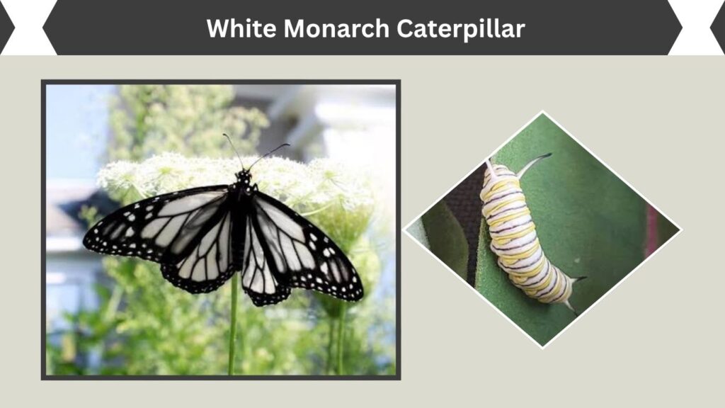 White Monarch Caterpillar