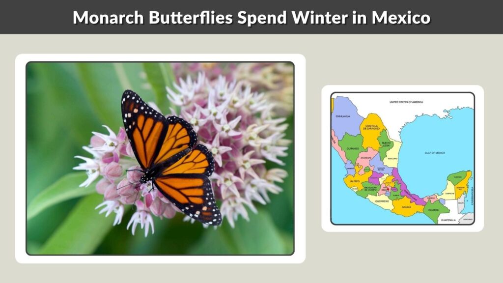 Monarch Butterflies Spend Winter in Mexico